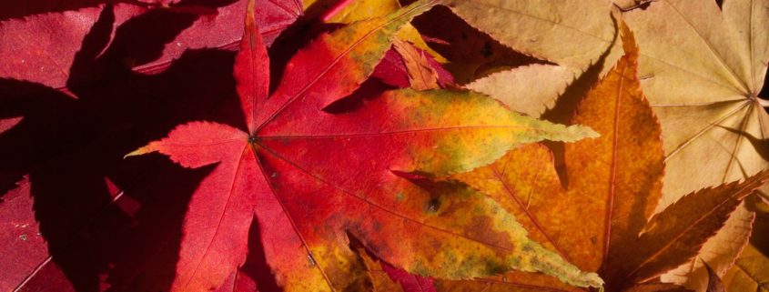 20 reasons to be excited about fall