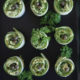 cucumber avocado rolls